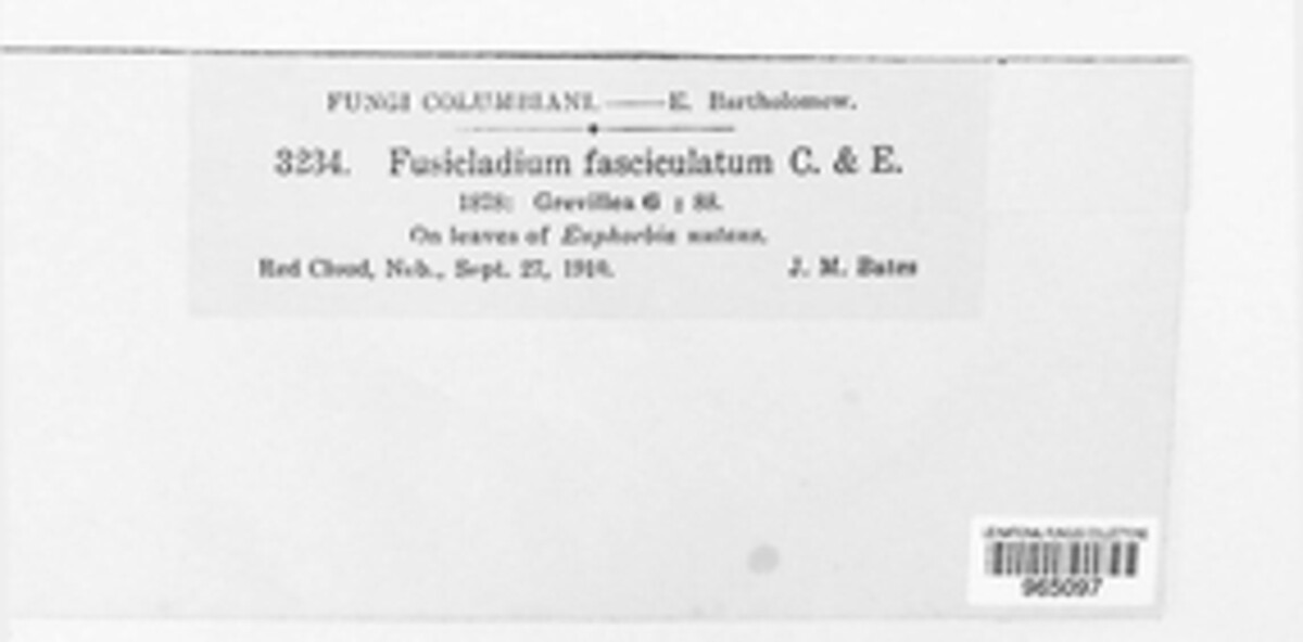Fusicladium fasciculatum image